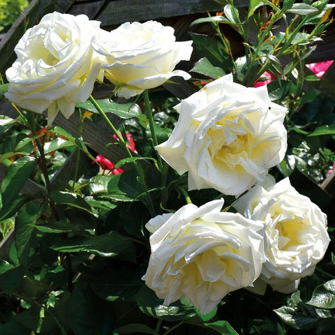 Cluster of white roses with layered petals on a green leafy plant