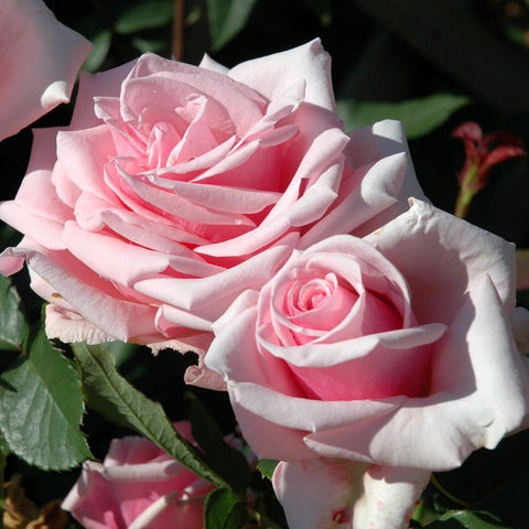 Pink and white rose bloom with green leaves and small buds on stem