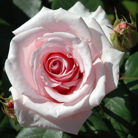 Pale pink rose with deep red center and surrounding green leaves