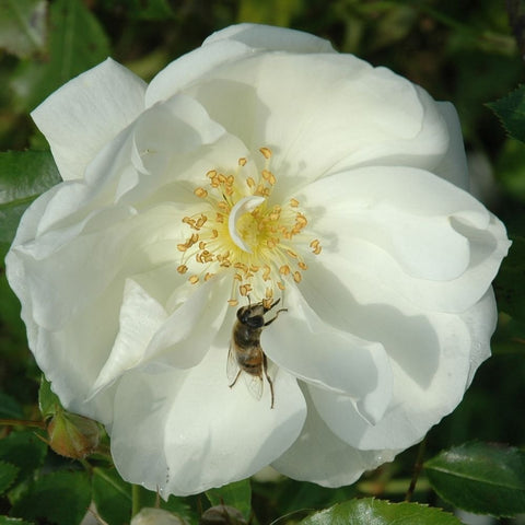 White rose bloom with layered petals and yellow stamens, close-up detail