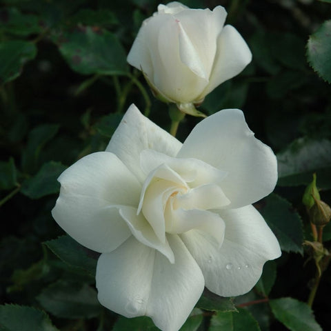 White rose blossoms with layered petals on green foliage, close-up