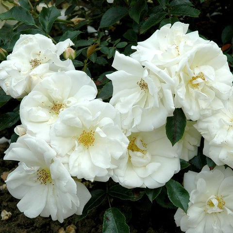 White rose cluster with ruffled layered petals and yellow centers on leaves