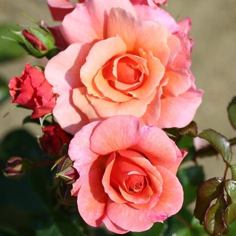 Pink and peach rose flowers with buds and green leaves