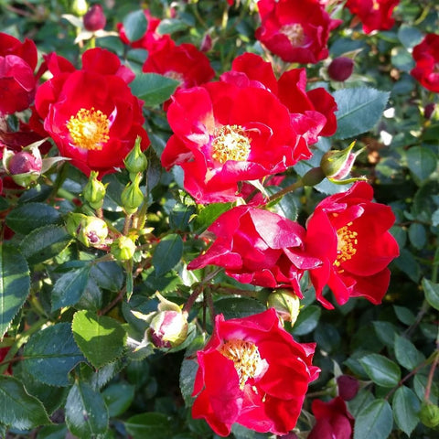 Red rose blossoms with yellow centers, green buds and glossy leaves