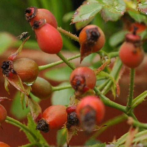 Red rose hips on green stems with dark seed tops and sparse leaves