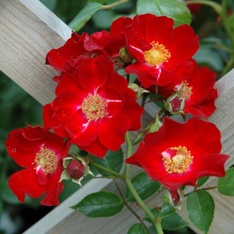 Red rose blossoms with yellow centers, green buds and leafy stems