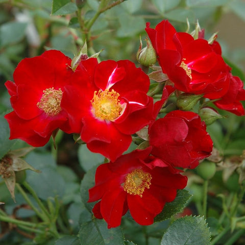 Cluster of red rose flowers with yellow centers, green leaves and buds