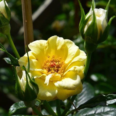 Yellow rose flower with green buds on leafy stems
