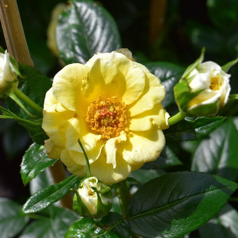 Light yellow rose flower with green buds and dark green leaves