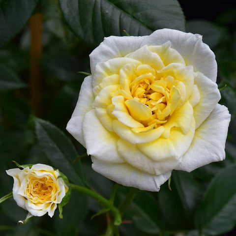 White rose bloom with bright yellow center and green leaves