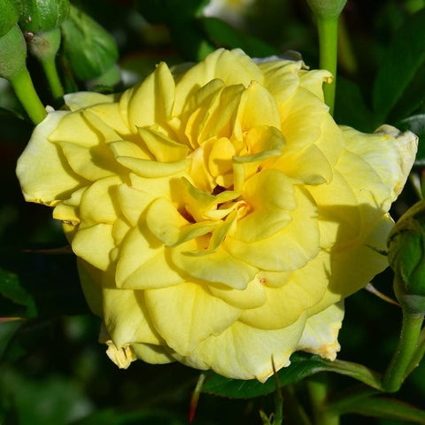 Close-up of yellow rose bloom with layered petals