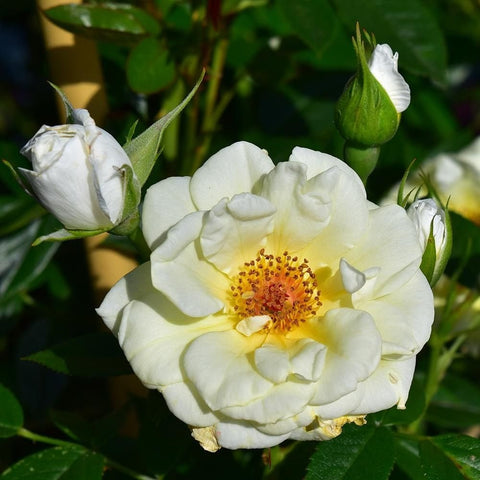 Creamy white rose flower with yellow center and surrounding buds