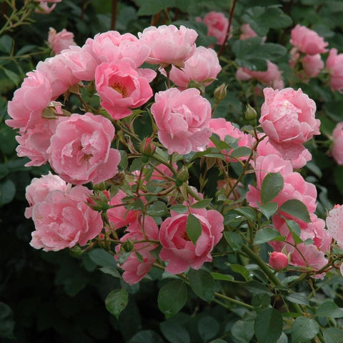 Cluster of pink double rose flowers with green leaves