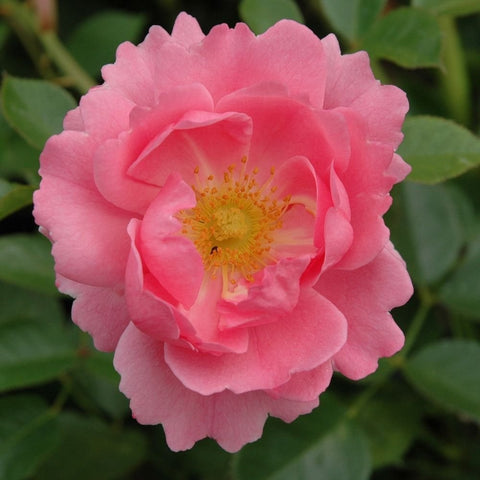 Single pink rose bloom with yellow center and ruffled petals
