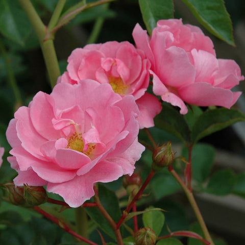 Pink rose blossoms with green leaves and small buds on red stems