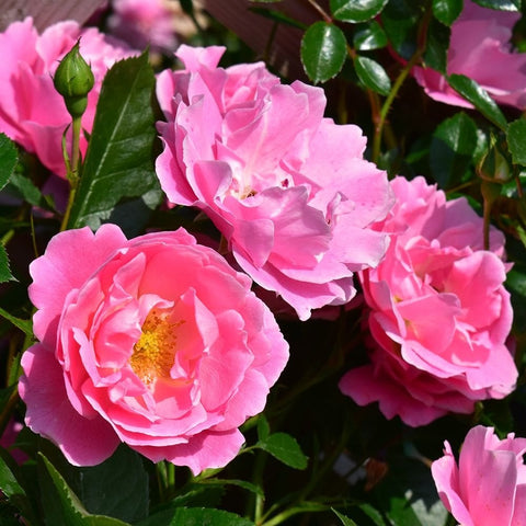 Pink rose blossoms on green stems with glossy leaves
