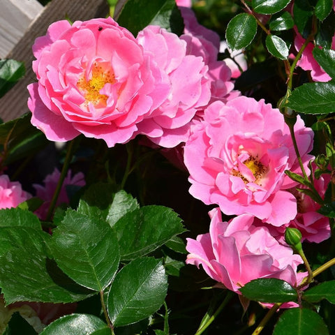Pink rose flowers with bright yellow centers and glossy green foliage