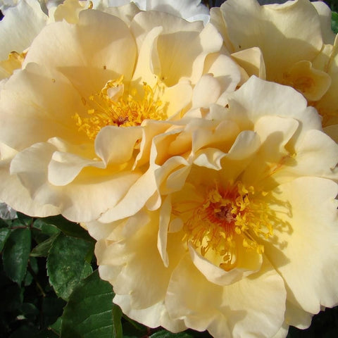 Cream rose blooms with ruffled layered petals and yellow centers