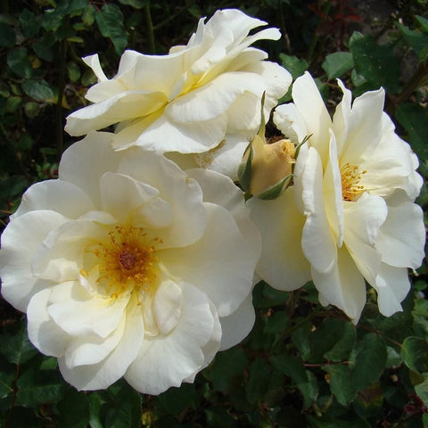 Cream-white rose with layered petals and a yellow center