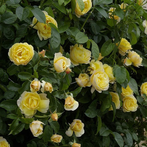 Cluster of pale yellow roses with green leaves on a rose shrub