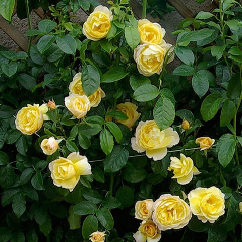 Pale yellow roses growing on a green leafy rose bush