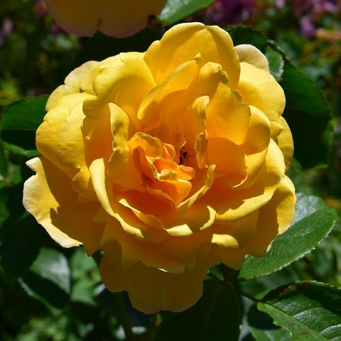 Yellow rose blossom with layered petals and green leaves on a rose plant