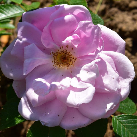 Pink and lavender rose flower with yellow center, surrounded by green leaves