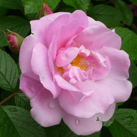 Light pink rose flower with layered petals and small yellow center on green leaves