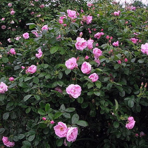 Pink rose bushes with multiple blooms and green foliage
