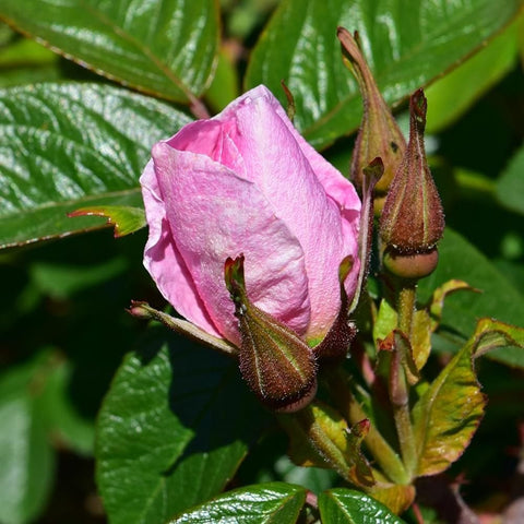 Pink rose buds on stems with green leaves