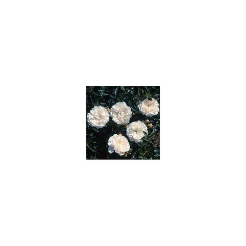 Swany rose cluster of white double flowers on dark green foliage