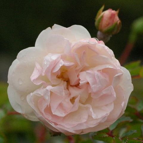 Swany rose with pale pink and white layered double bloom and buds