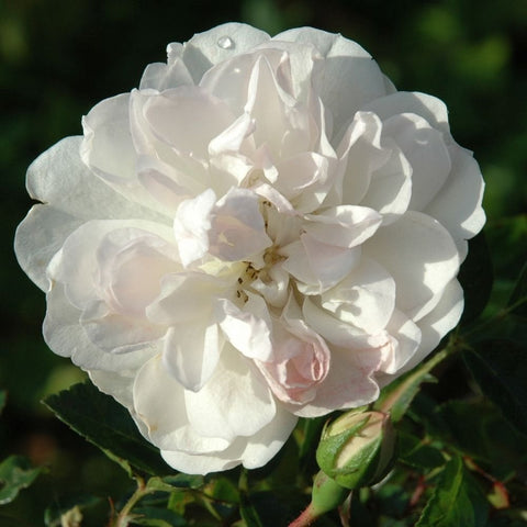 Swany rose with white double flower and green buds on stems