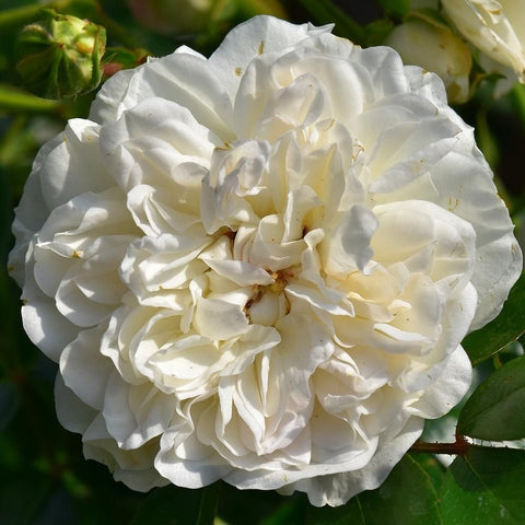 Swany rose with layered white double blooms and green leaves