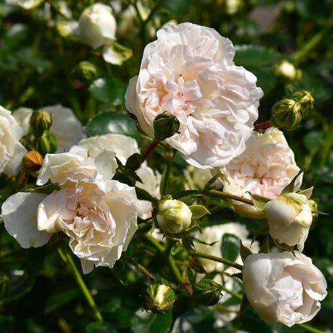 Swany rose branch with several pale white double blooms and green buds