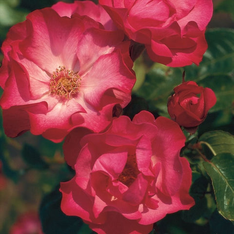 Pink ruffled rose blooms with yellow centers on green stems