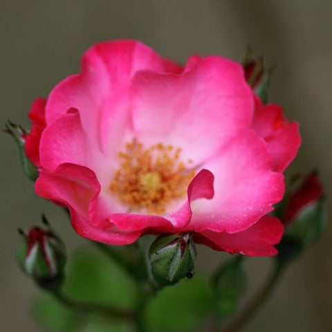 Single pink rose bloom with ruffled petals and yellow-orange center
