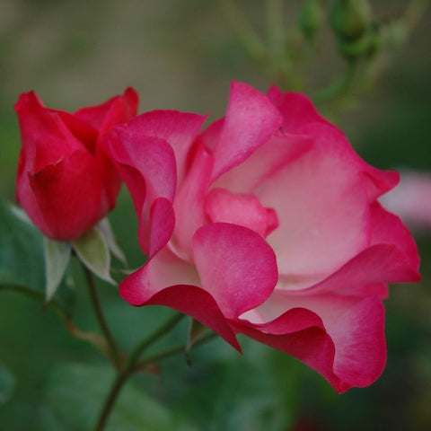 Pink and white rose bloom with ruffled petals and green buds