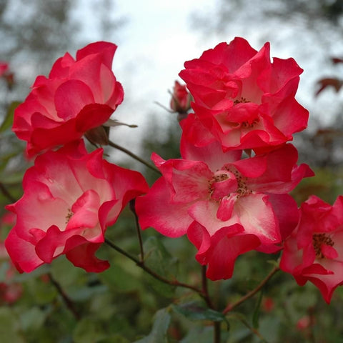 Red rose blossoms with layered petals and yellow stamens on branches