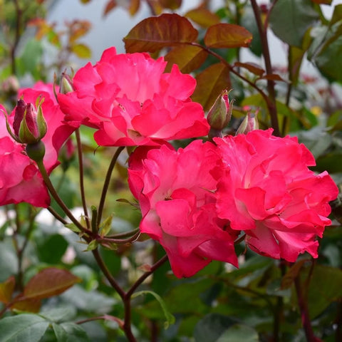 Cluster of bright pink ruffled rose blooms on leafy stems