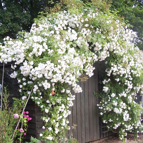 White rambler rose on arching stems, clusters of small double flowers
