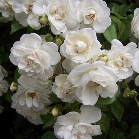White double rose blossoms with green leaves, close-up cluster