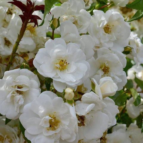 White rose flowers with yellow centers and green leaves, bunch close-up