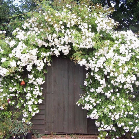 White rambler rose vine with abundant small double blooms over fence