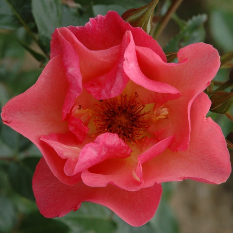 Close-up pink rose bloom with layered petals and yellow center