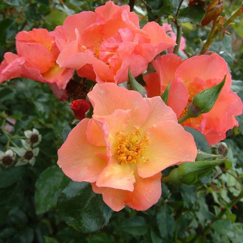 Rose flower clusters with coral-orange and pink petals and green leaves