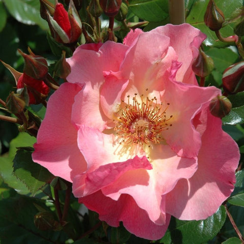 Light pink rose blossom with ruffled petals and dark red-brown buds
