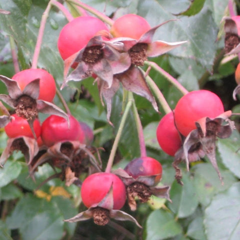 Red-orange rose hips and unopened buds on green stems with leaves