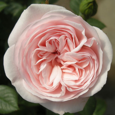 Pale pink double rose bloom with layered petals and surrounding green leaves