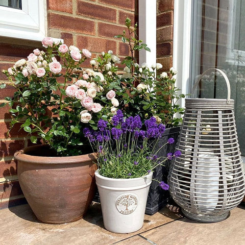 Rose plant in planters with pale pink blooms and purple lavender flowers